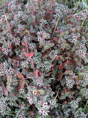 Euphorbia melanadenia