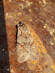 Lithophane furcifera