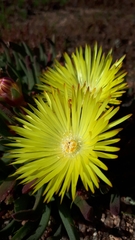 Cheiridopsis rostrata
