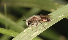 Andrena binominata