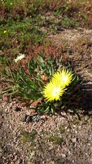 Cheiridopsis rostrata