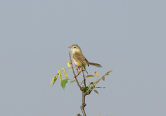 Prinia