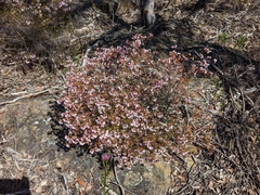 Boronia floribunda