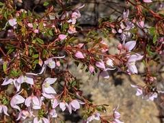 Boronia floribunda