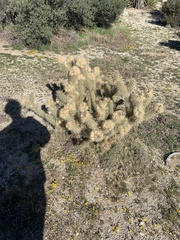 Cylindropuntia echinocarpa