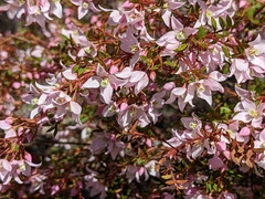 Boronia floribunda