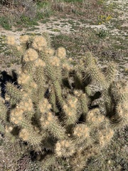 Cylindropuntia echinocarpa