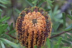 Banksia neoanglica