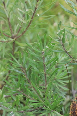 Banksia neoanglica