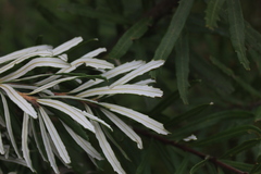 Banksia neoanglica