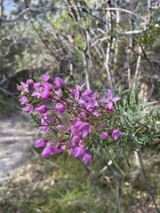 Boronia pinnata