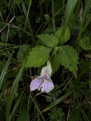 Impatiens uniflora