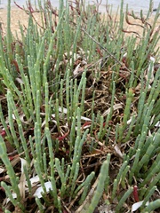 Salicornia