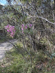 Boronia pinnata