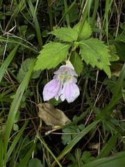 Impatiens uniflora