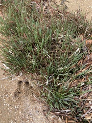 Salicornia