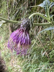 Cirsium tatakaense