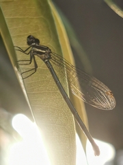 Onychargia atrocyana