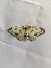 Abraxas amicula-illuminata