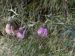 Cirsium tatakaense