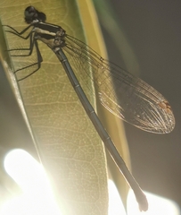 Onychargia atrocyana