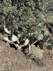 Opuntia basilaris basilaris