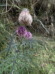 Cirsium tatakaense