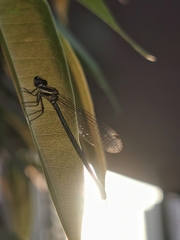 Onychargia atrocyana