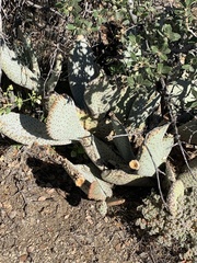 Opuntia basilaris basilaris