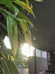 Onychargia atrocyana