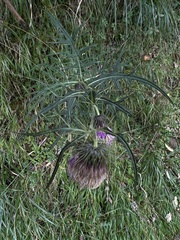 Cirsium tatakaense
