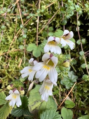Euphrasia transmorrisonensis