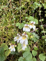 Euphrasia transmorrisonensis