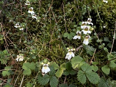 Euphrasia transmorrisonensis