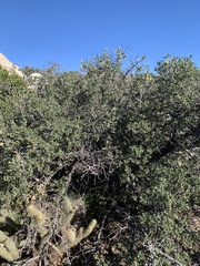 Quercus cornelius-mulleri