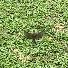 Lonchura leucogastroides