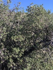 Quercus cornelius-mulleri