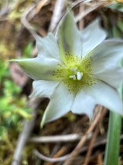 Gentiana flavomaculata