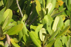 Camptostemon schultzii