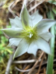 Gentiana flavomaculata
