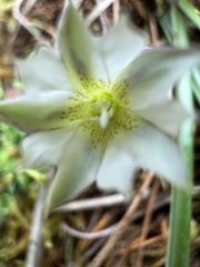 Gentiana flavomaculata