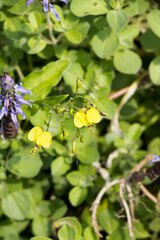 Aneilema aequinoctiale