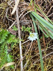 Gentiana flavomaculata