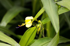 Aneilema aequinoctiale