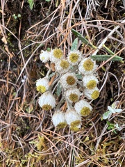 Anaphalis morrisonicola