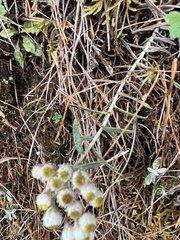 Anaphalis morrisonicola