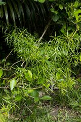 Asparagus falcatus