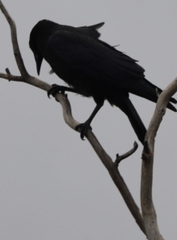 Corvus mellori
