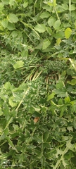Carduus crispus