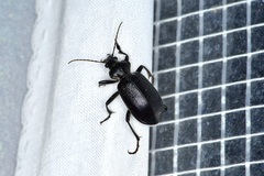 Calosoma marginale